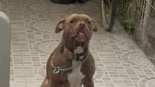 Pouting Pitbull Makes a Funny Face