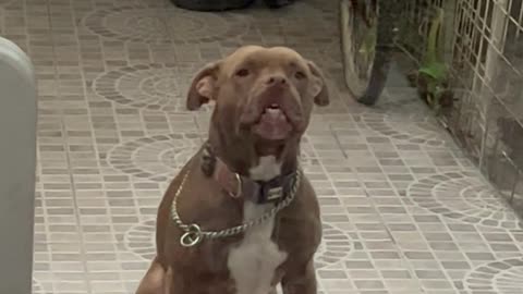 Pouting Pitbull Makes a Funny Face