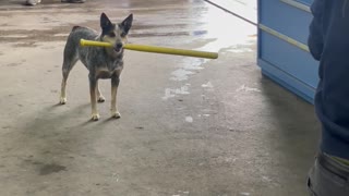 Dog Makes a Base Hit Up the Middle