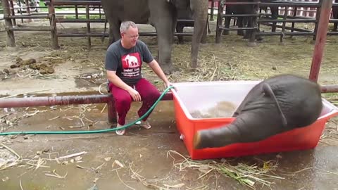 Baby Elephant Bathing _Double trouble lover