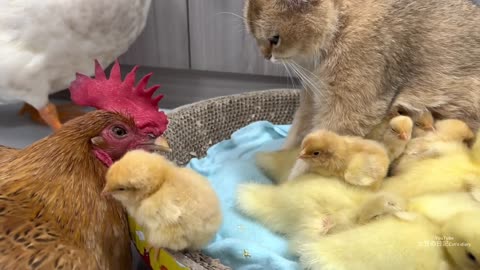 "Animal Harmony: Cat,😻😻 Chicken,🐔🐔 Duckling,🐤🐥🐥 and Duck's🐥 Playful Bond"