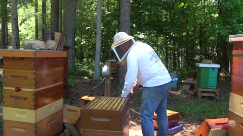 Queenless, Eggless, DRONE BROOD - Join me on a hot exhausting day in the bee yard.