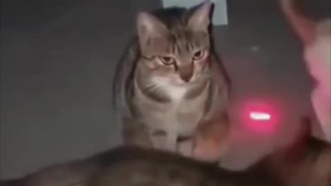 Gato se muestra totalmente indiferente a seguir una luz láser
