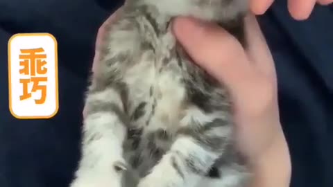 Kitty Massage Wiggles