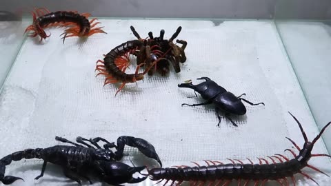 Scorpion Tarantula Centipede Black Titan Bug