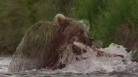 Bear fishing fun