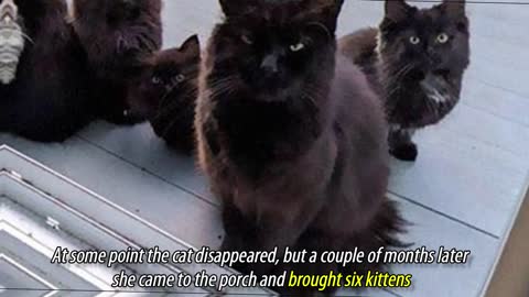 Stray Cat Brings All Her Kittens To A Woman Who Gave Her Food