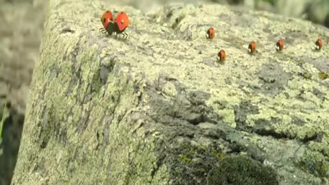 Amazing Black Ant Vs Red Ant