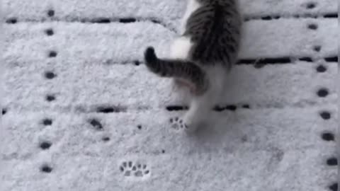 Cute cats video compilation 141