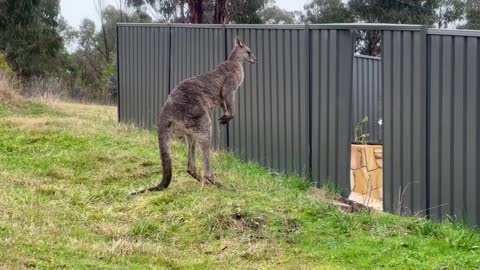 Kangaroo Shoved Through Fence During Tussle at Canberra Nature Reserve