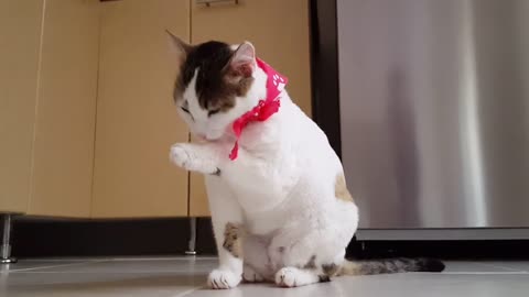 Cute cat video full HD