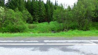 Roadside Moose