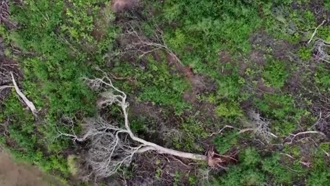 Deforestation upsets daily life in Argentine forest