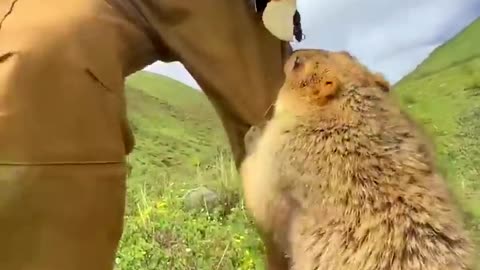 Cute Wild animal bobak marmot or prairie dog eating cookies yummy 57