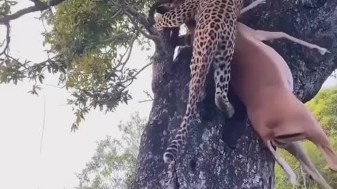 Leopard shows off