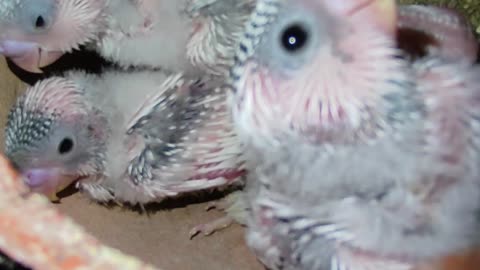 Lovely Baby Budgies | Baby Birds | You Can See Me