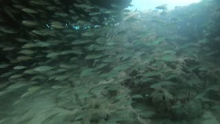 Bailey's Bay Scuba Dive, Bermuda