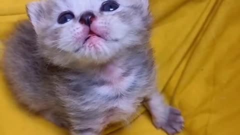 Cute cat 🐈 trending video