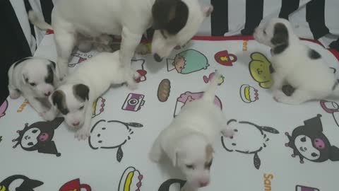 cute puppies5