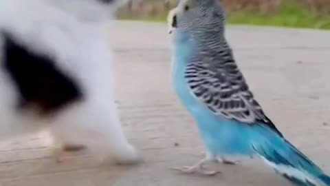 Cute Puppy with Parrot