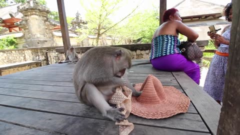 Cheeky monkey steals tourist's hat