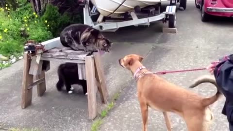 Funny Cats - Funny Videos Compilation