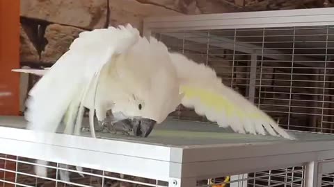 Funny parrot |cockatiel parrot | Funny birds | Funny animals