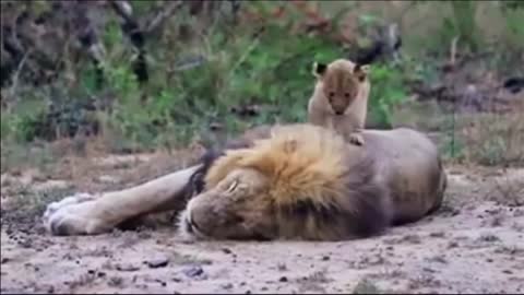 Lion Cub Wake Up The king