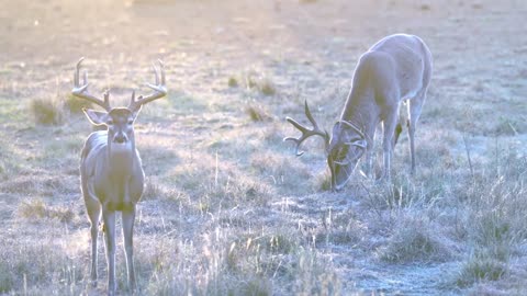 Two Stud Whitetails Weary of Big 10 Pointer