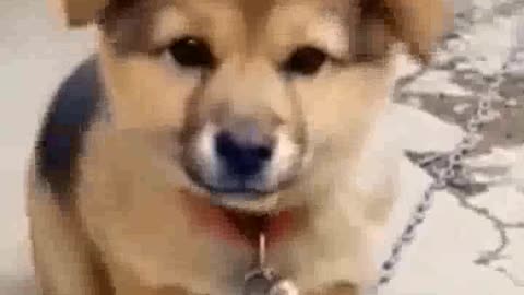 Dog sounds Puppy Voice Chote pille ki awaj 😍😍😎 shorts viral dog puppy babydog shortvideo