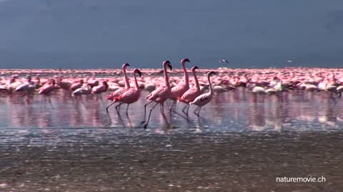 Flamingo, Lake Nakuru