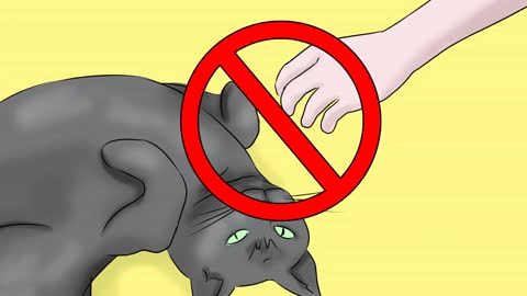 HOW to help your Cat !!! - Epileptic Seizures
