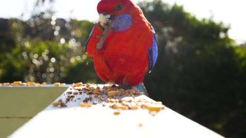 A Red Parrot