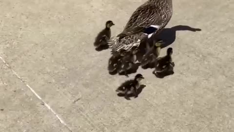 WOMAN RESCUES BABY DUCKLINGS FROM A STORM DRAIN