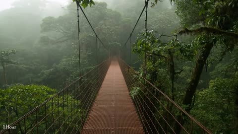 1 Hour Rain and Thunder; Sleep,Relaxing,Meditation