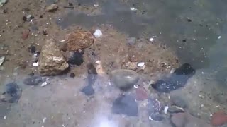 A small snail walks in the puddle of water on the beach, a unique moment [Nature & Animals]