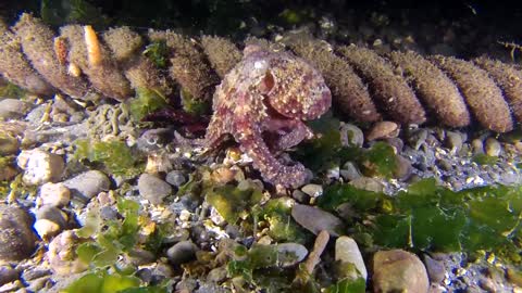 Octopus - 4K Video