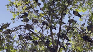 Spectacular Bird Migrations