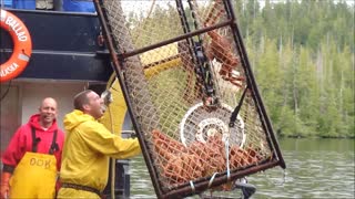 Alaska King Crab Haul!