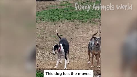 Funniest Dogs And Cats Videos 😂 - Best Funny Animal Videos 2023 😇