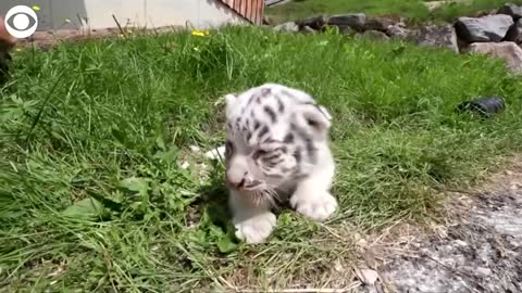 WEB EXTRA White Bengal Tiger Cubs