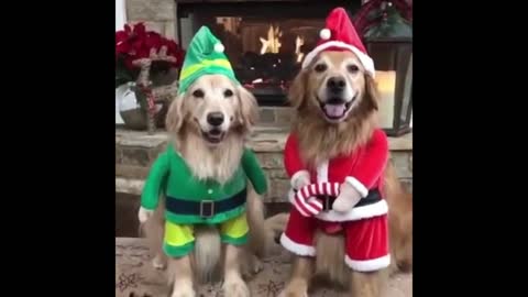 Husky Doggies Wearing As Santa