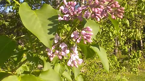 Lilacs