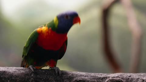 Beautiful Talking Parrots 🦜