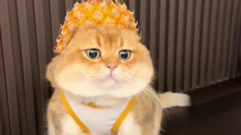 Use the eaten pineapple to make a hat for the kitten. Does it like it or not?