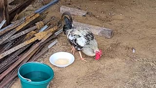 Rooster...he just showed up one day but he was lonely so we found him a new home with chickens.