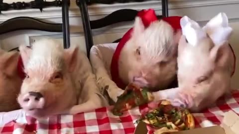 Pretty Pug and Piggies Partake of Pizza