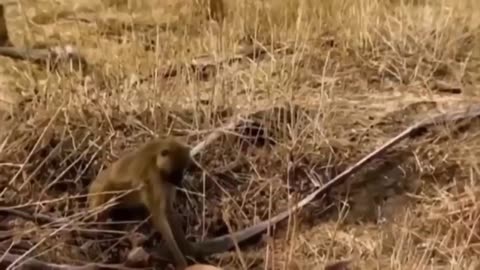 The Monkey saved a deer PART3