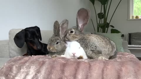 Easter Compilation Unlikely Animal Friends Dachshunds