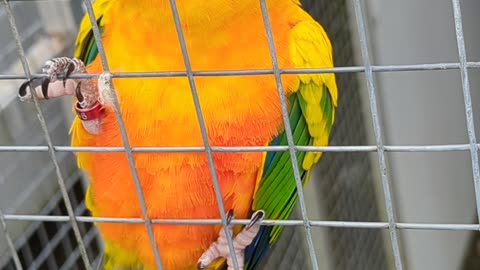 Sun conure